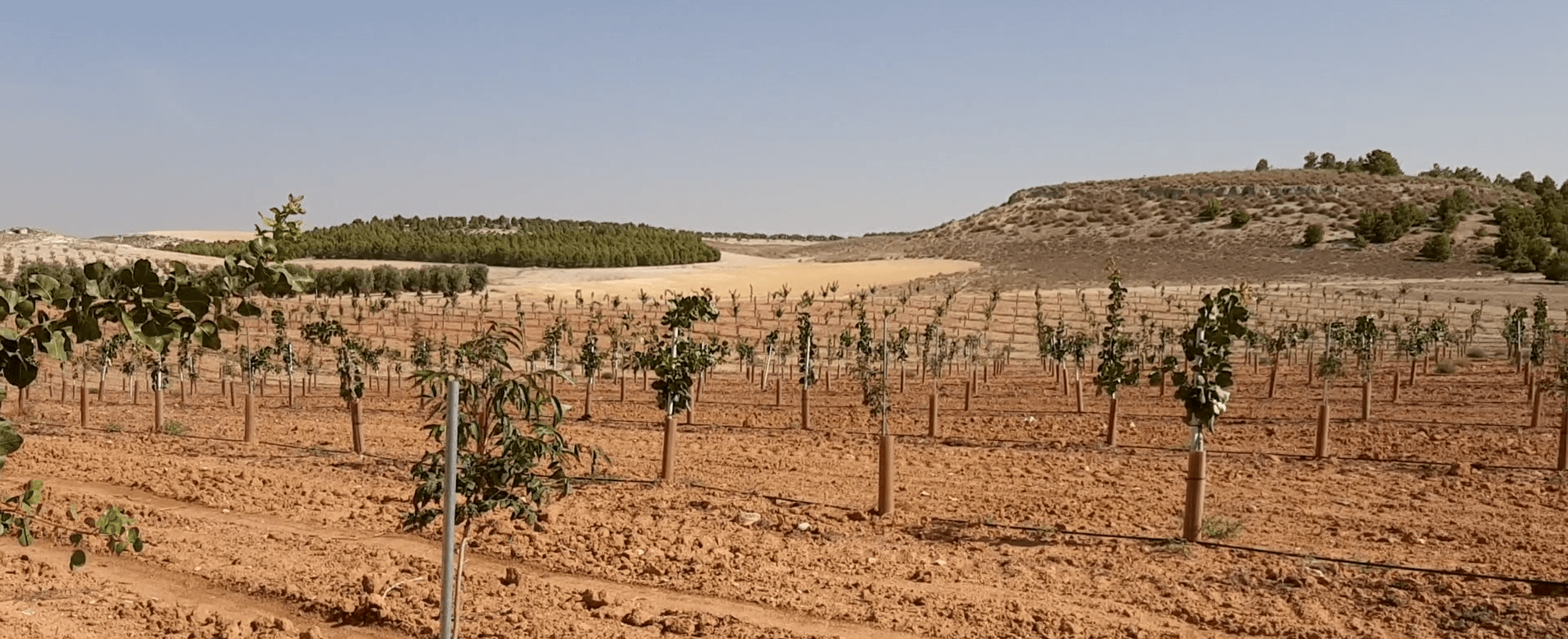 eOrchard Case Study optimize pistachio production