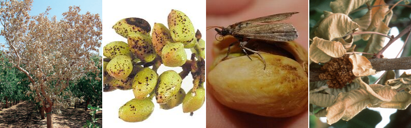 Most common pistachio disease and pests