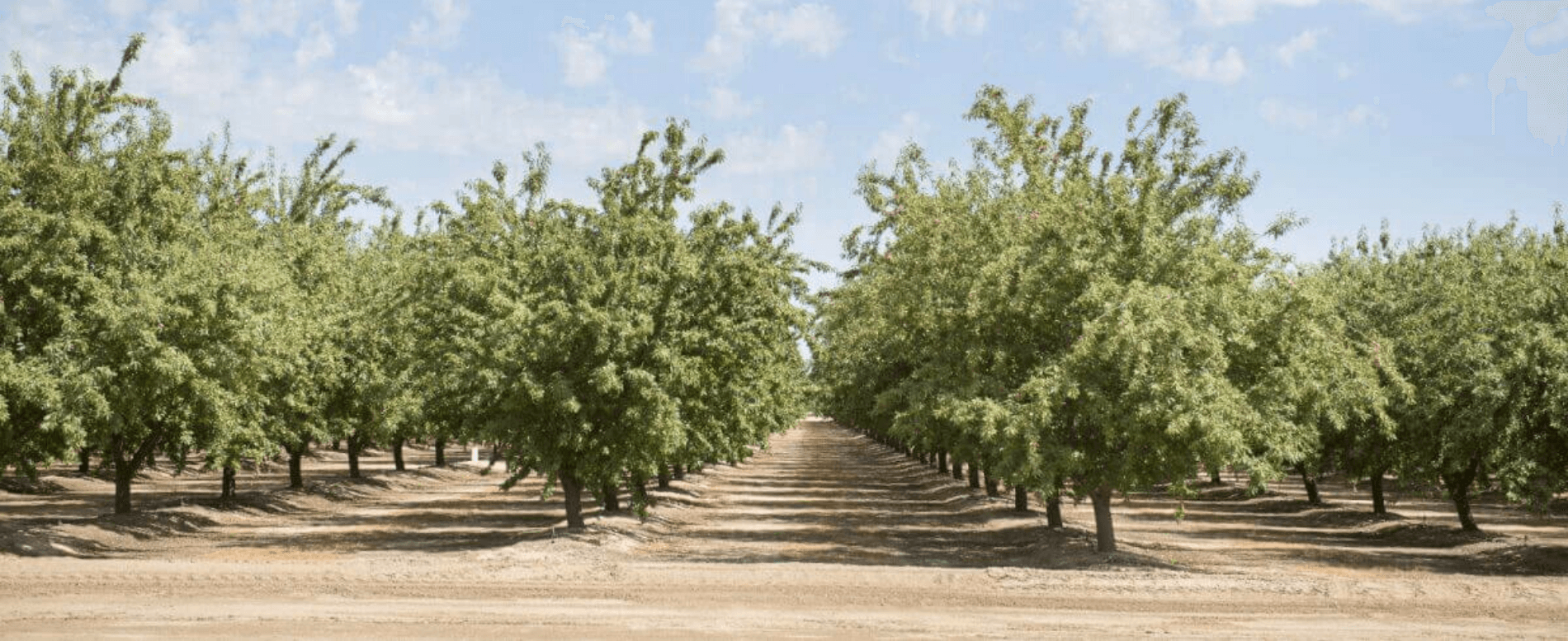 Schedule pistachio irrigation