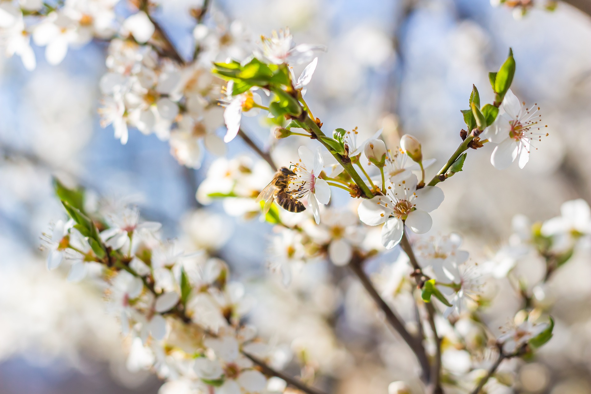 Happy World Bee Day 2021!