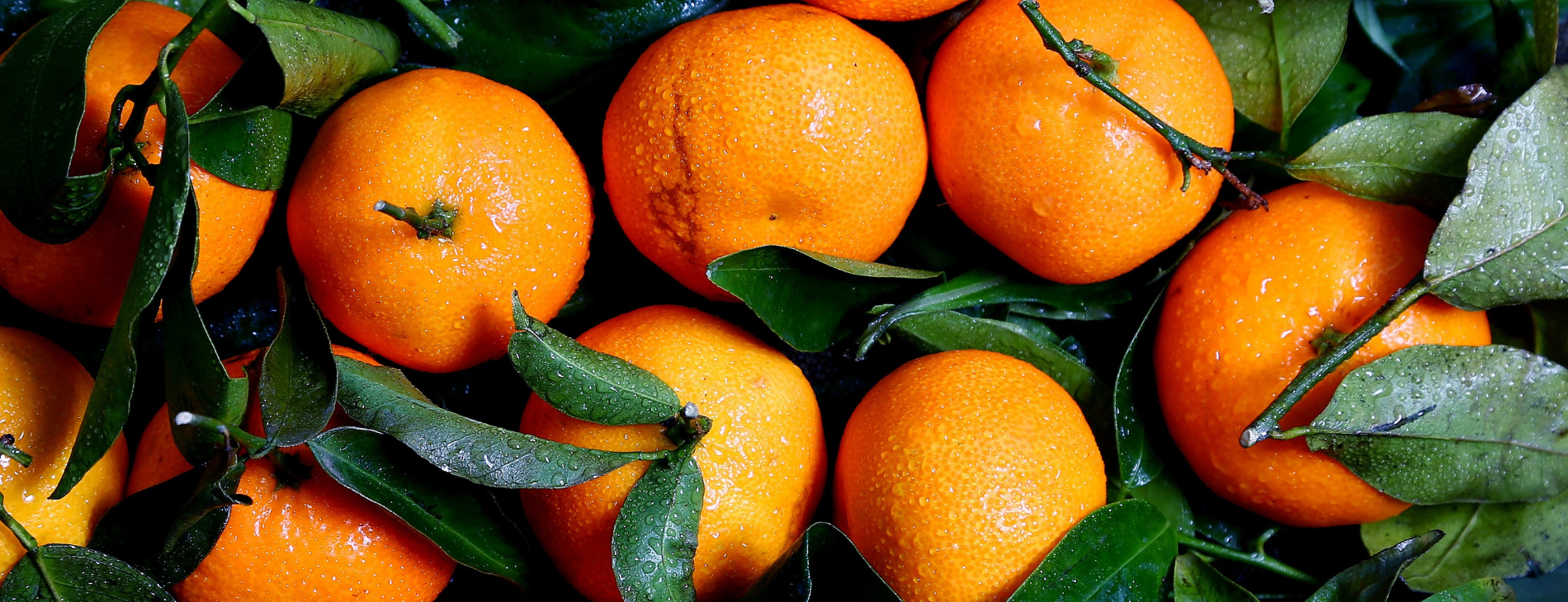 eOrchard Now Supports Citrus Crops