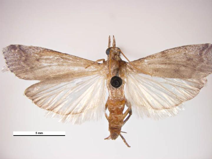 A navel orangeworm moth